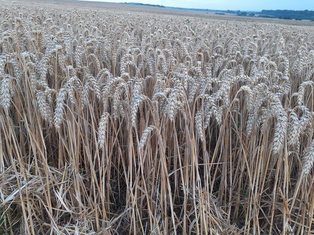 Пшениця зерно 3 клас