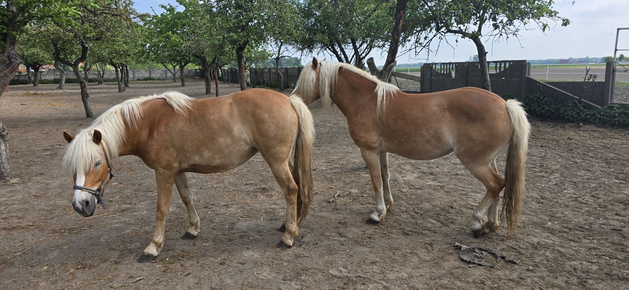 Klacze Haflinger  para sprzedam