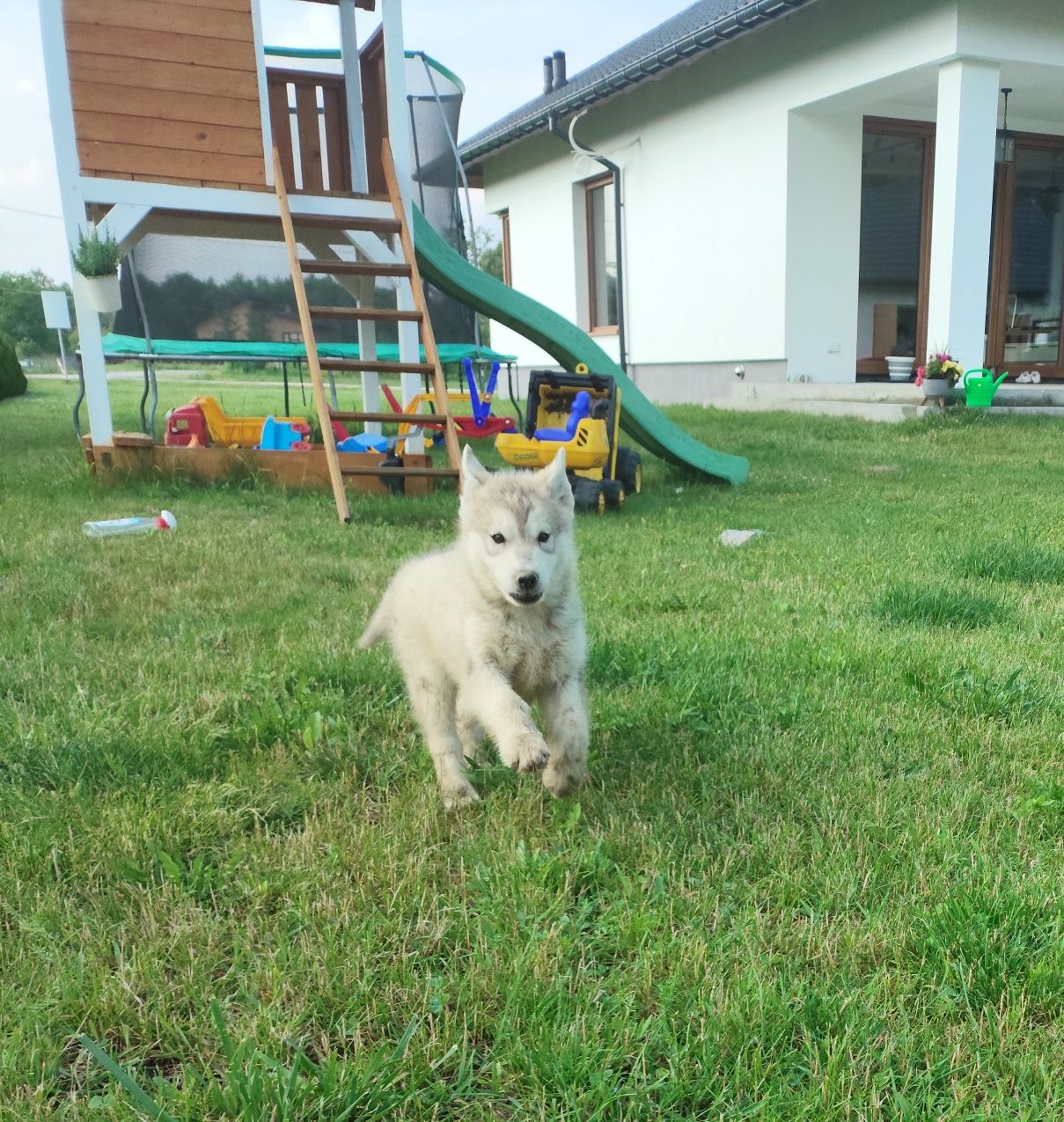 Szczeniak Siberian Husky