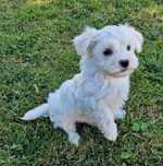 Lindo Cahorrinho Maltipoo com LOP e afixo