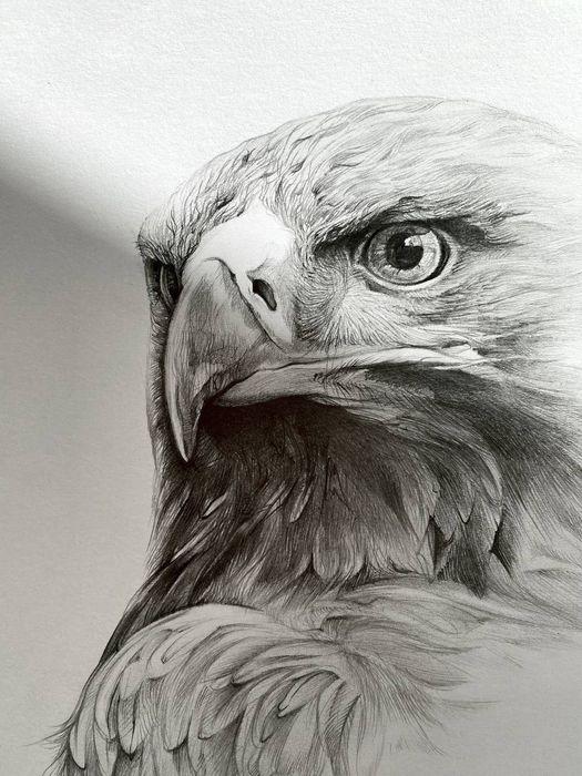 Рисунок олівцем, "Орел"