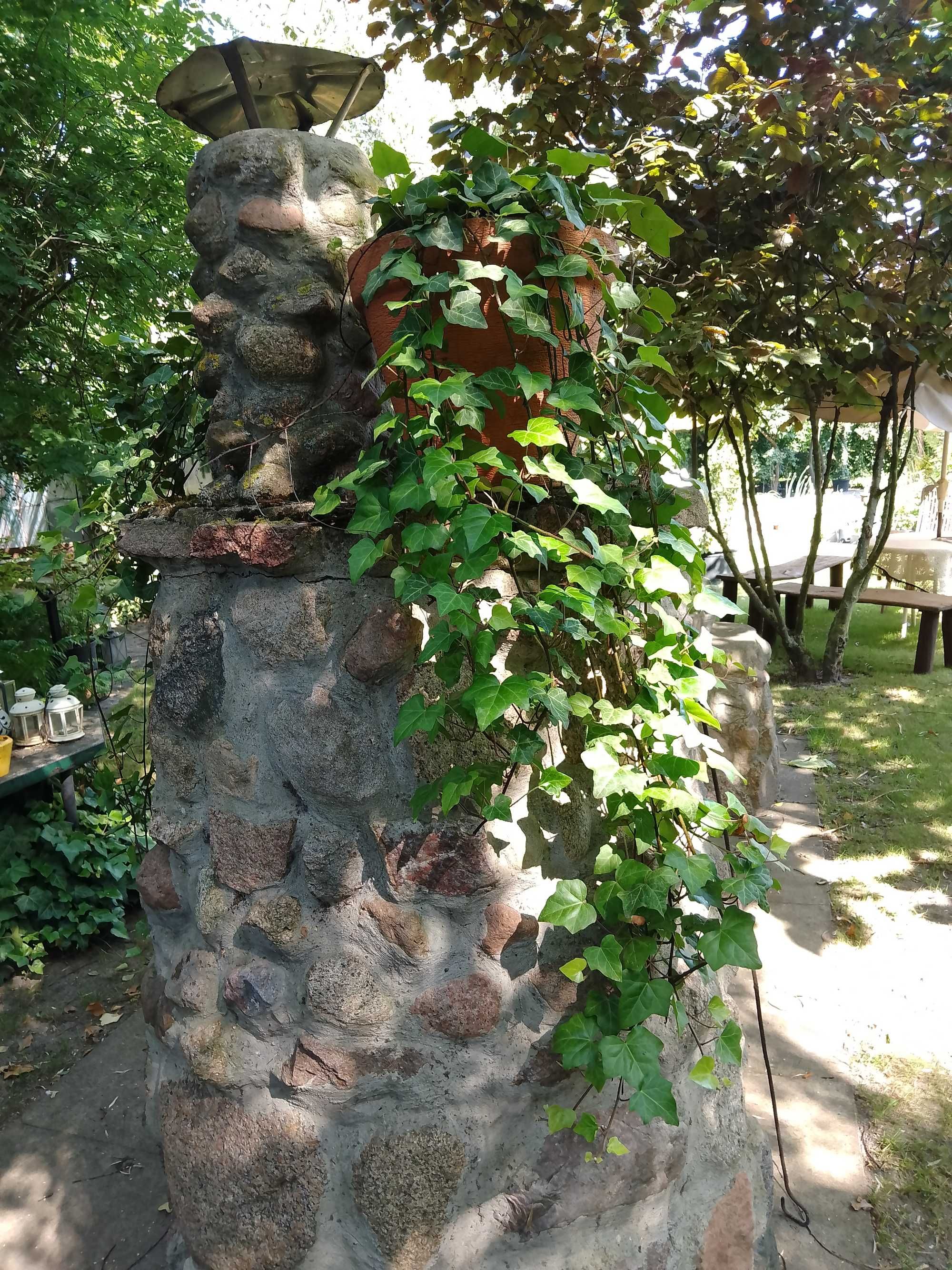 bluszcz zimozielony Hedera Hellix od 1m do 150cm,wiszący
