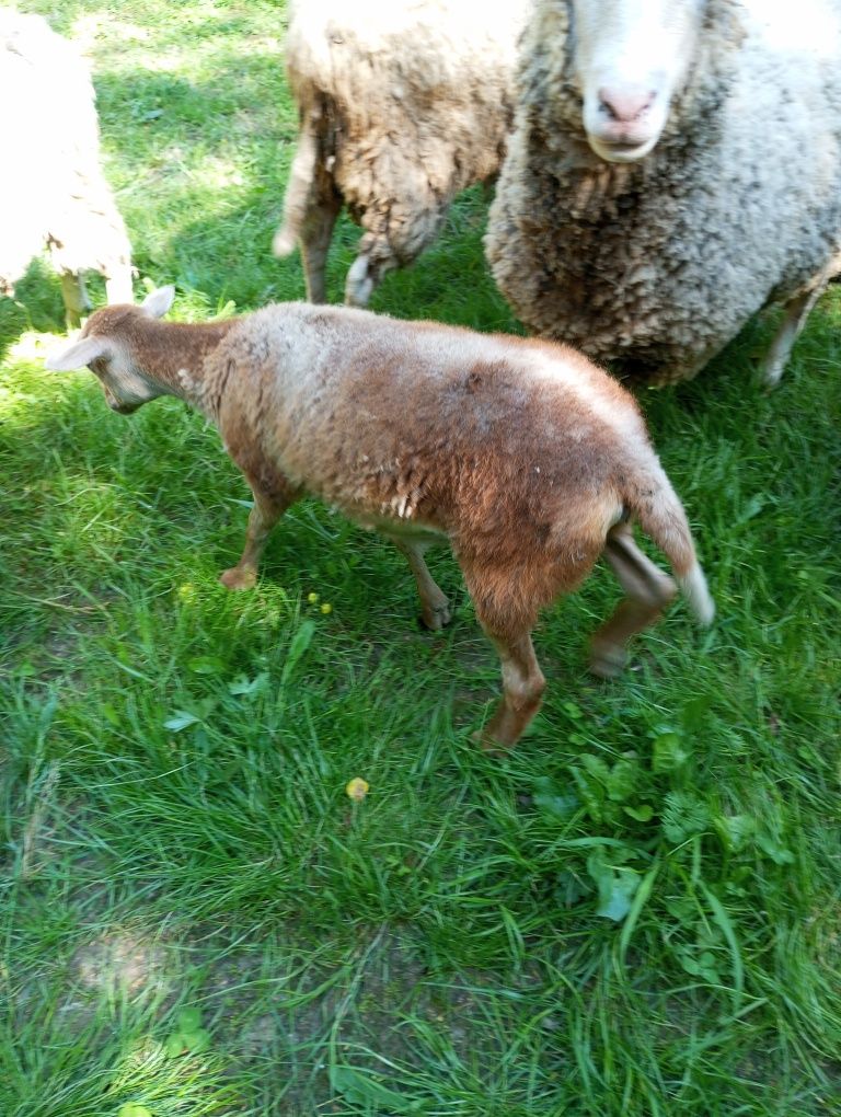 Sprzedam owieczkę nolan ruda