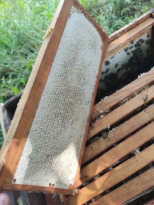 Гречаний мед - чудо природи