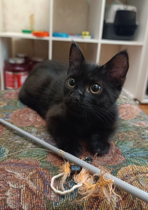 Отдам чёрного котёнка-девочку