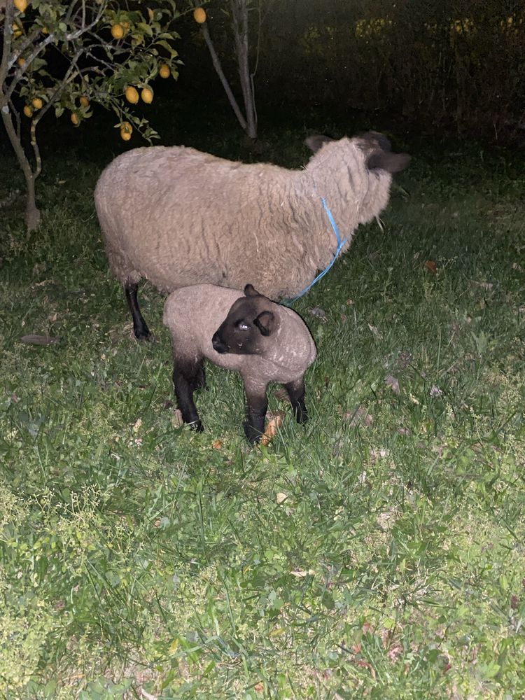 Ovelhas sulfok ovelha e borrego