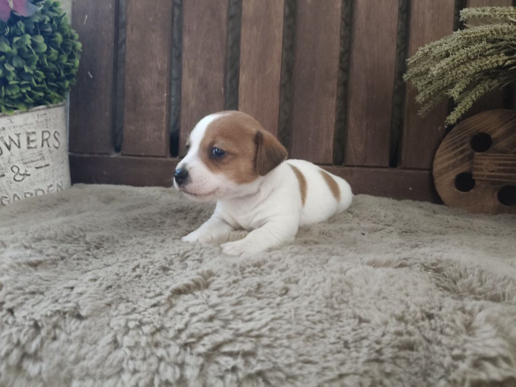 Jack Russel Terrier macho