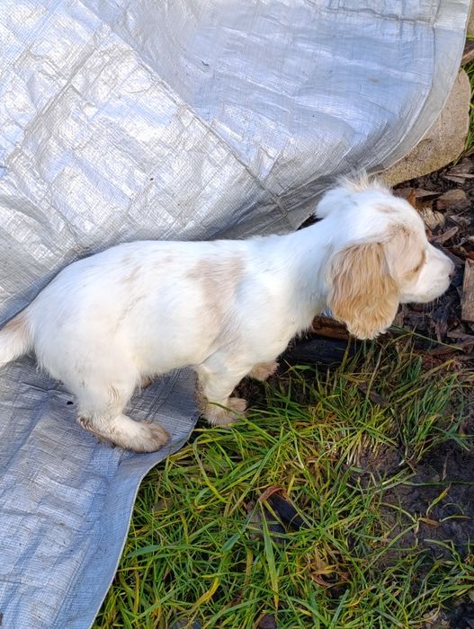 Szczeniaki po matce spaniel