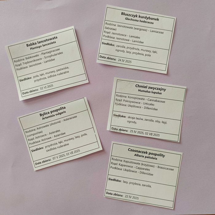 25 gat pędy  drzewa wybrane zielnik 2025 z opisami nienaklejony