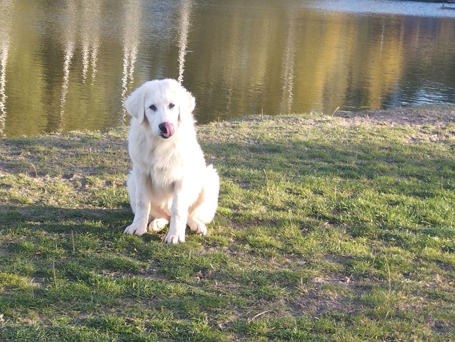 Owczarek podhalański suczka