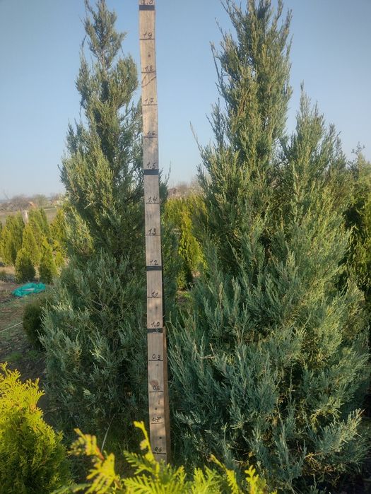 Продам хвойні рослини заввишки 2 метра