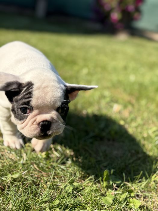 Suczka buldog francuski