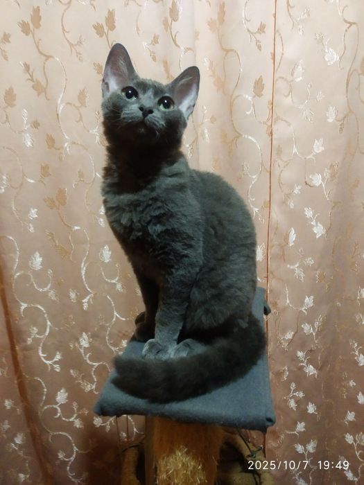 Девон Рекс хлопчик терміново у зв'язку із переїздом.