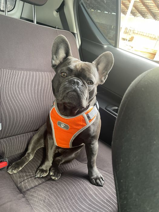 Вязка французького бульдога