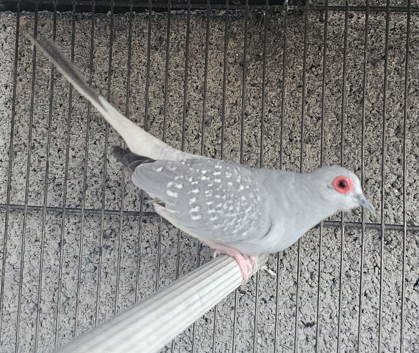 Macho bonito com bom porte