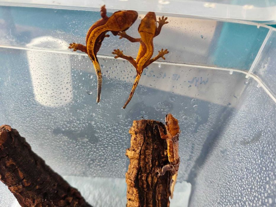 Gekon orzęsiony Correlophus ciliatus młode