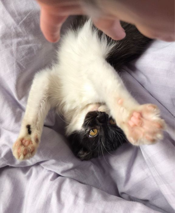 гарненьке кошеня шукає домівку