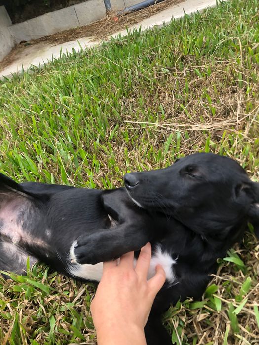 Eça - cachorro para adoção de porte medio