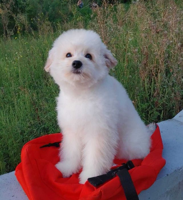 Сладкий и милый щенок шпиц*пу после вакцинации