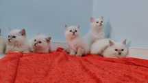 Ragdoll gotowe do odbioru