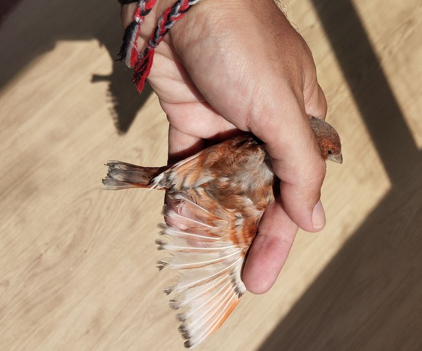 Híbridos/Mestiços/ Travessos de Cardinalito jaspes