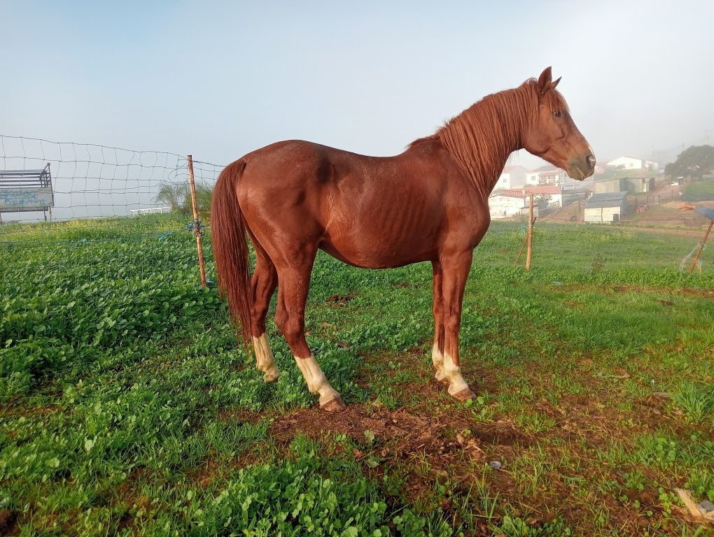 Lusitano, luz ou arbe