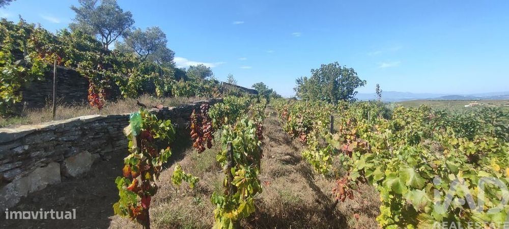 Terreno em Barcos e Santa Leocádia