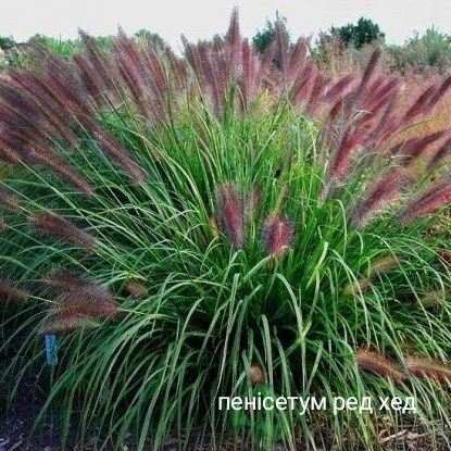 Пенісетум, міскантус,  просо, каламагростіс, вівсянки