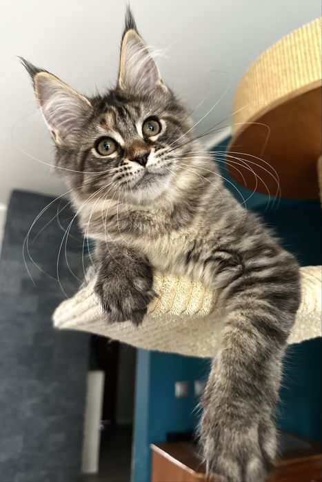Cudna czarna pręgowana szylkretka maine coon !!