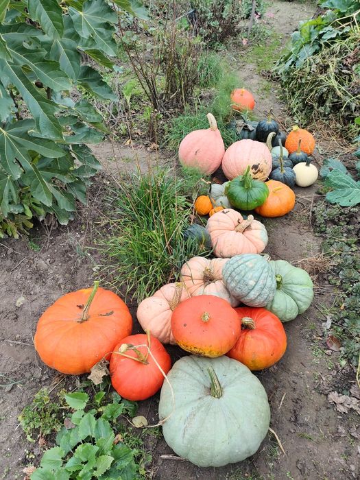 Насіння гарбуза - Блек Футсу