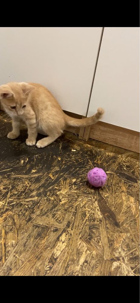 Кошенятко хлопчик в добрі руки!
