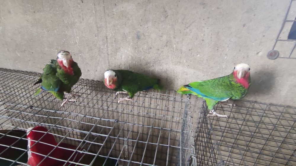 Papagaio cubano amazonas leucocephala