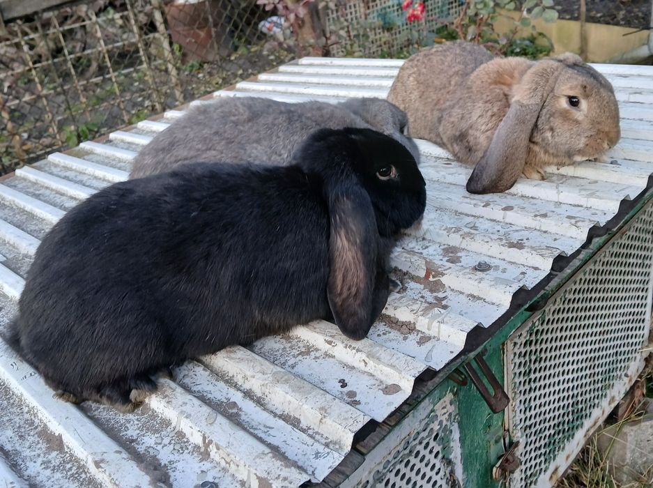 Sprzedam samice barany francuskie