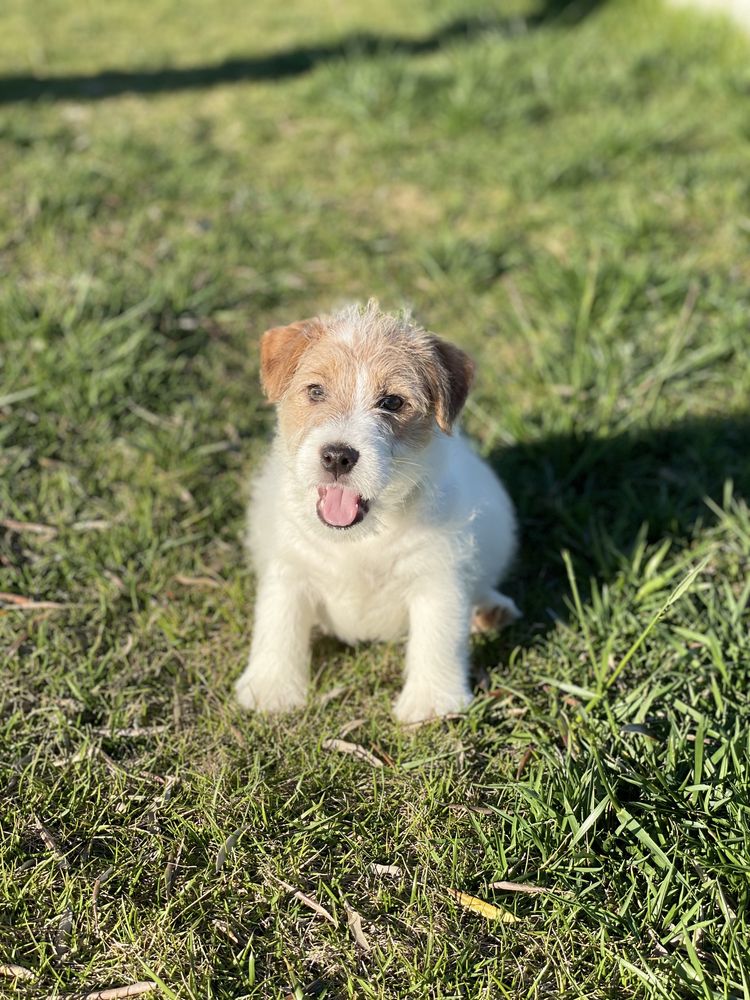 Jack Russell pelo Cerdoso c/LOP e Afixo - Descendente Campeos