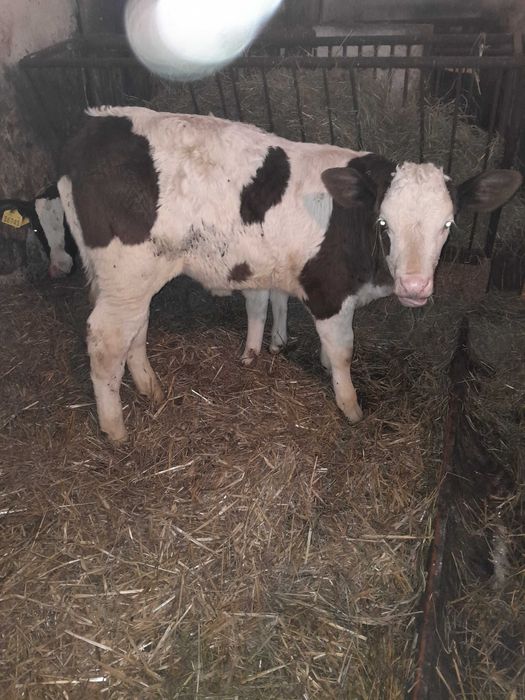 Byczki cielaki sprzedam