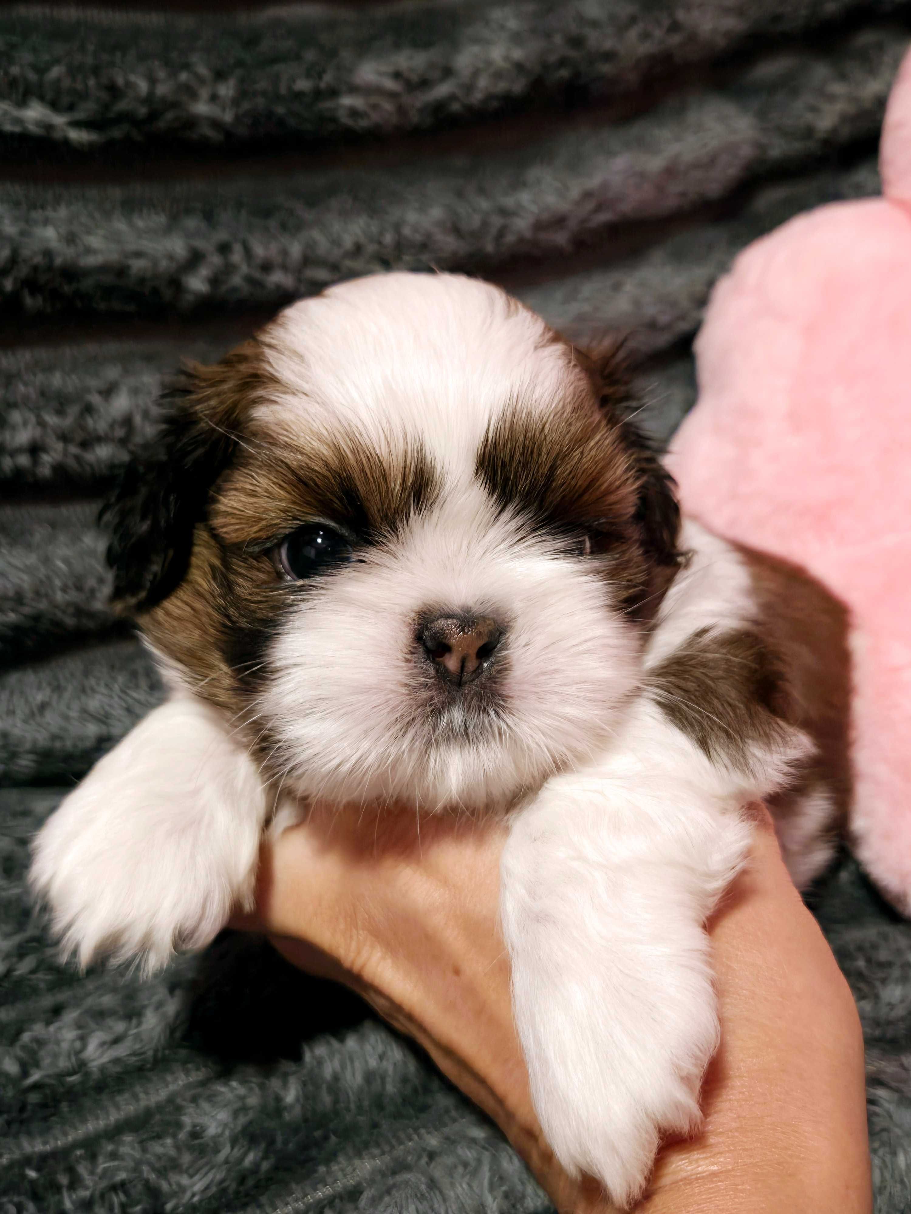 Shih tzu piesek szczeniaczek z rodowodem ZKwP FCI
