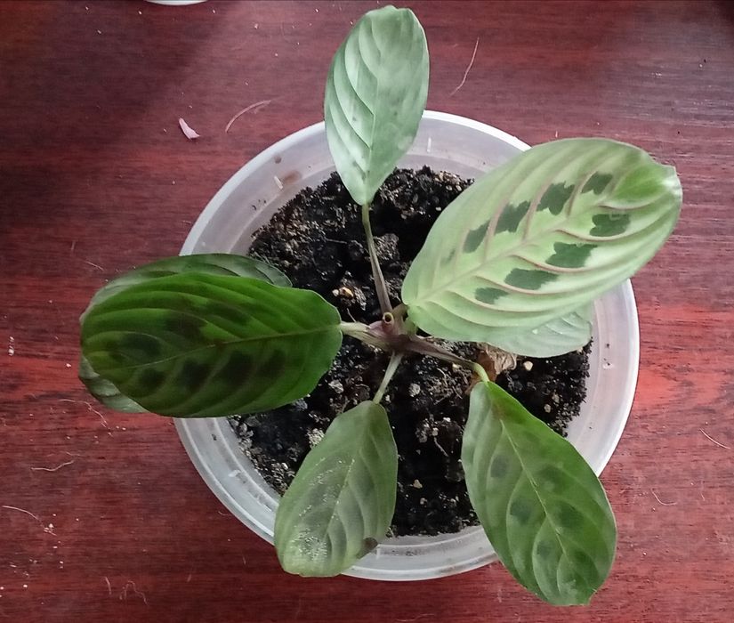 Маранта біложилкова