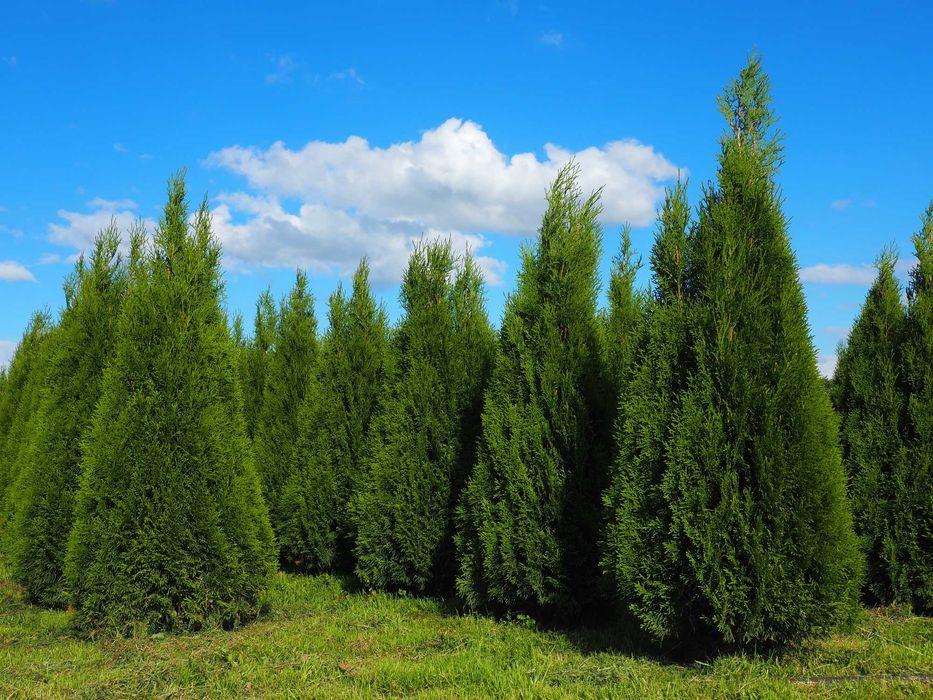 Tuja tuje szmaragd  szkółka roślin 100-120cm promocja