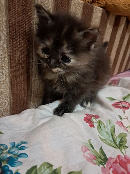 Кошенята/котята шукають дім та люблячу родину