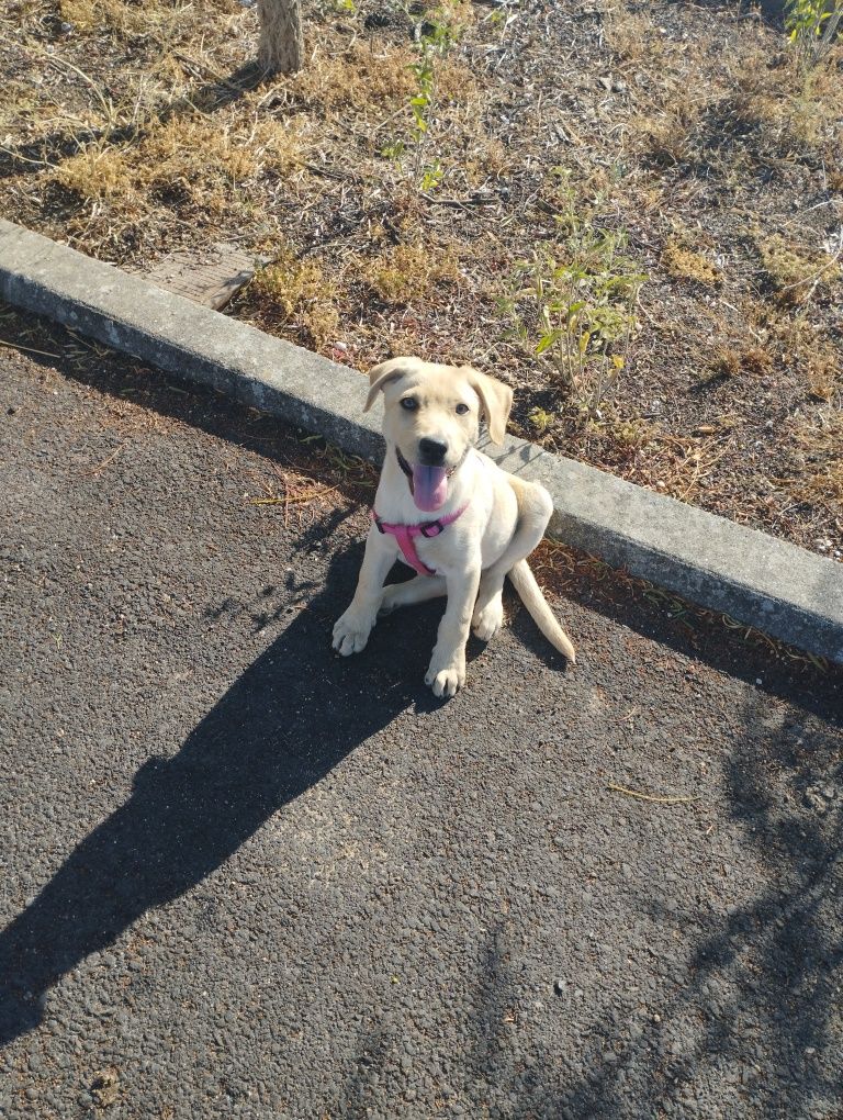 Cadela com 4 meses