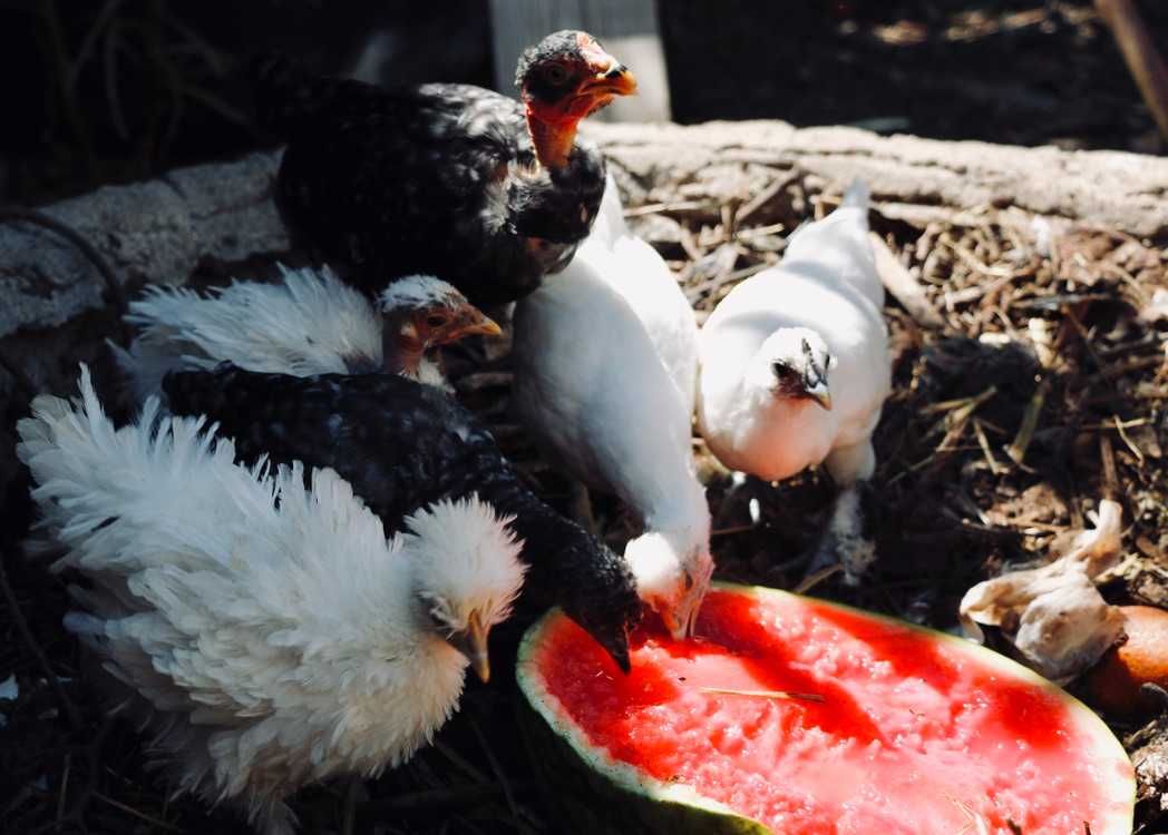 Galos de Sedosa Showgirl, Sedosa Barbuda, Pedrês Portuguesa