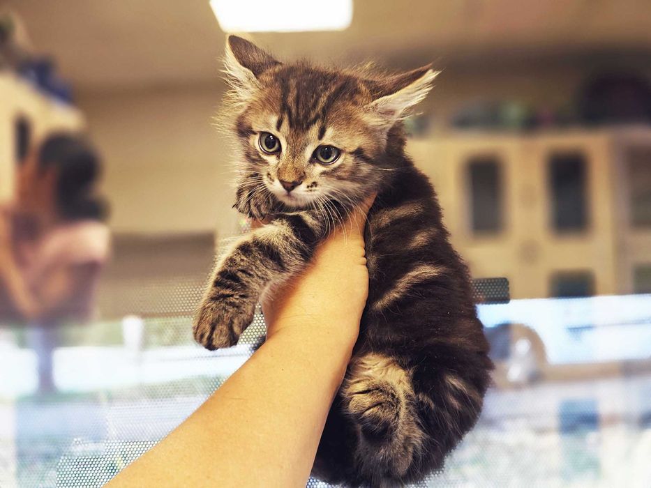 Ніжний кото-хлопчик Лялік (2 міс) шукає сім'ю! Кошеня, кіт, кішка