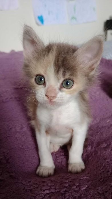 Котики кошеня кіт