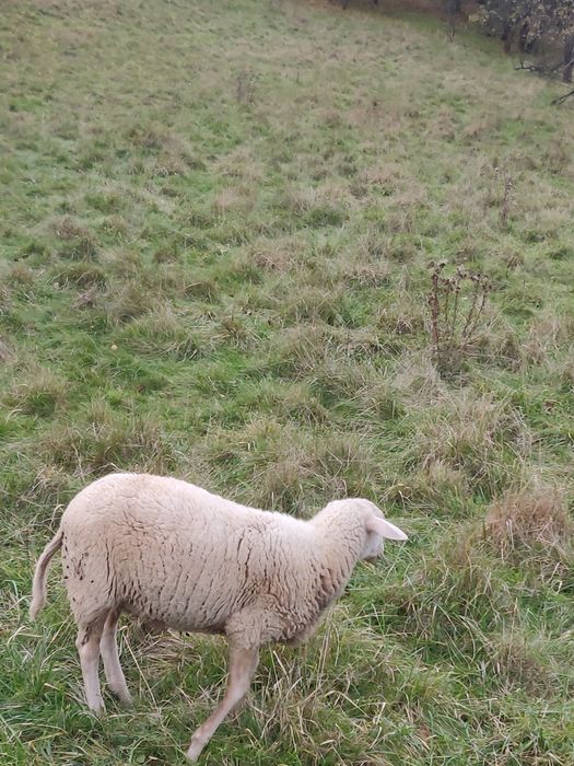 Sprzedam 9-cio miesięcznego barana