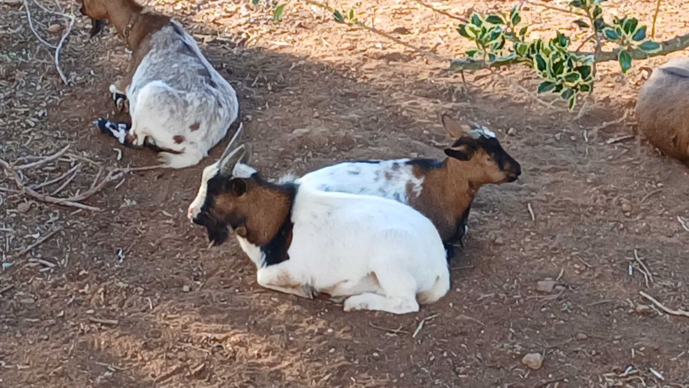 Cabras bebés anãs