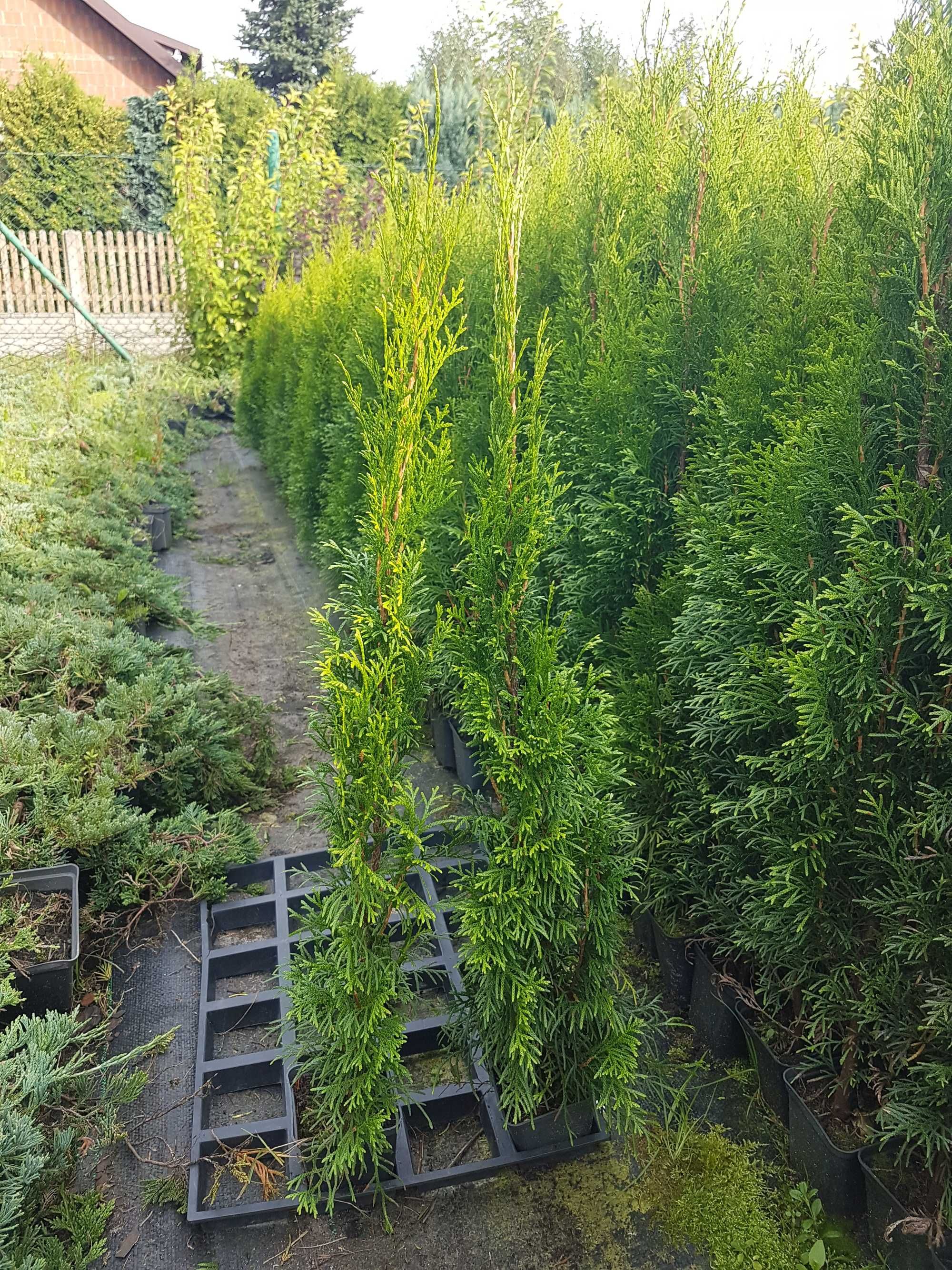 Promocja tuja szmaragd 70cm - 100cm, thuja smaragd 1m, doniczka p9