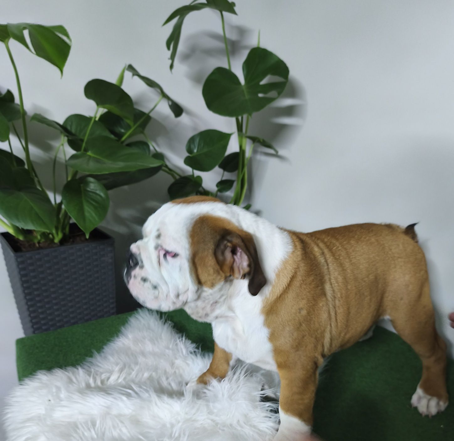 Buldog Angielski  ZKwP  FCI