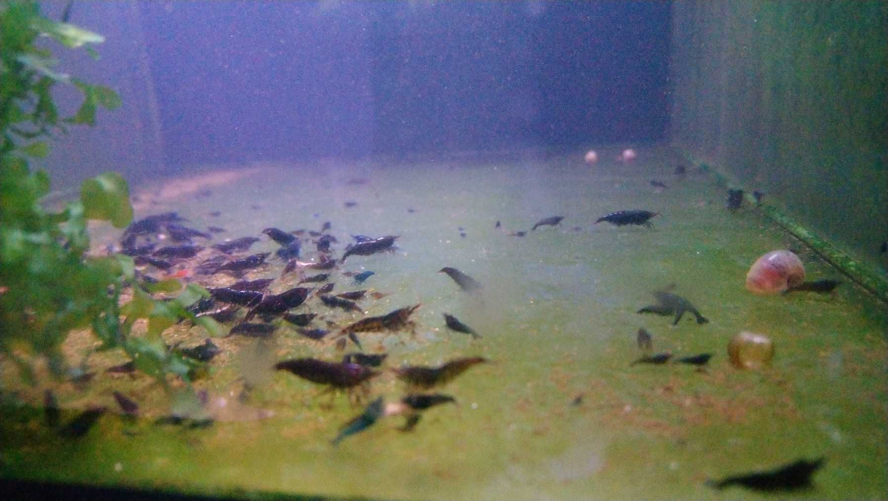 Krewetki Neocardina - linia Dark Rose