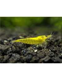 Neocaridina var. Yellow