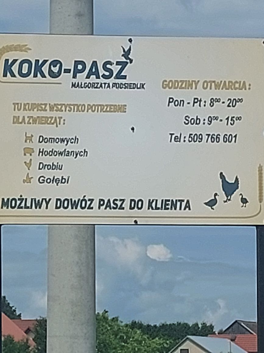 Kaczki kho tzw.złota kaczka